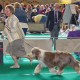 Firstprizebears Gunsmoke on the move at the int show in Rotterdam 2010