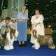 Firstprizebears Very Brown, worldshow in Milano/Ital.2000 BOS and Worldwinner, BOB Offenbach de Chester